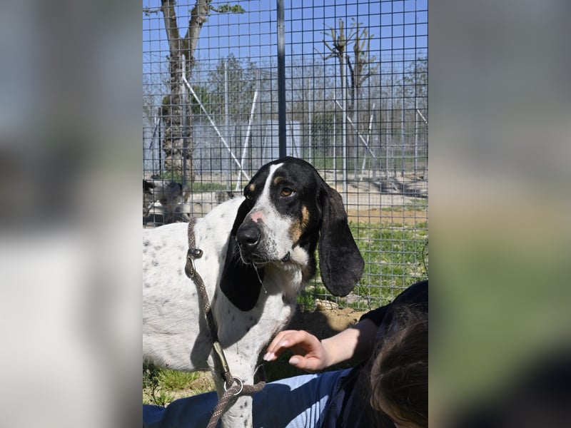 Valentin - (Dringend Zuhause oder Pflegestelle gesucht) Personaltrainer sucht Lebensstellung