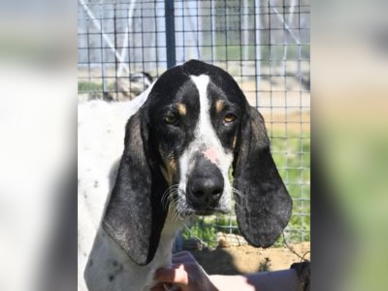 Valentin - (Dringend Zuhause oder Pflegestelle gesucht) Personaltrainer sucht Lebensstellung