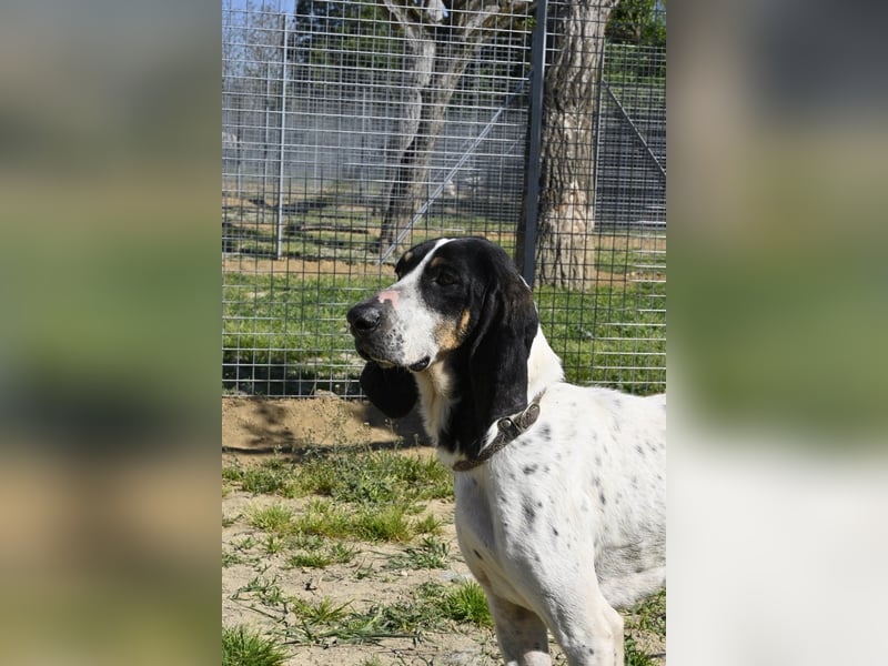 Valentin - (Dringend Zuhause oder Pflegestelle gesucht) Personaltrainer sucht Lebensstellung