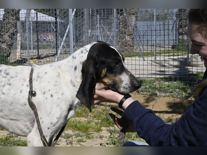 Valentin - (Dringend Zuhause oder Pflegestelle gesucht) Personaltrainer sucht Lebensstellung