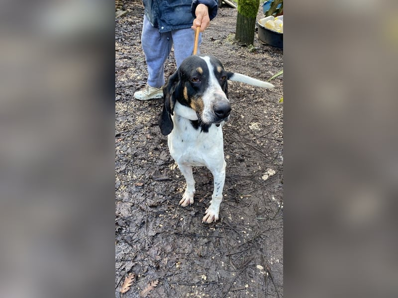 Valentin - (Dringend Zuhause oder Pflegestelle gesucht) Personaltrainer sucht Lebensstellung