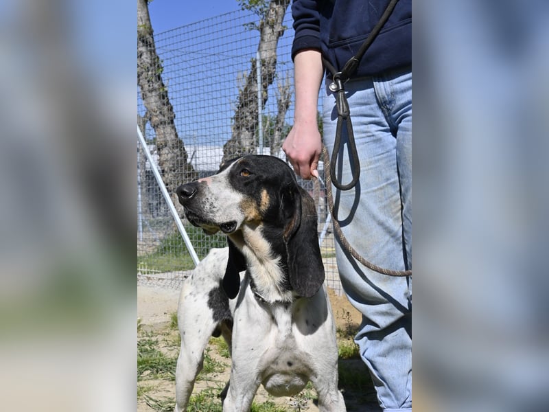 Valentin - (Dringend Zuhause oder Pflegestelle gesucht) Personaltrainer sucht Lebensstellung