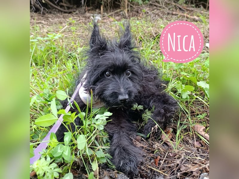 Nica eine zarte Mimose