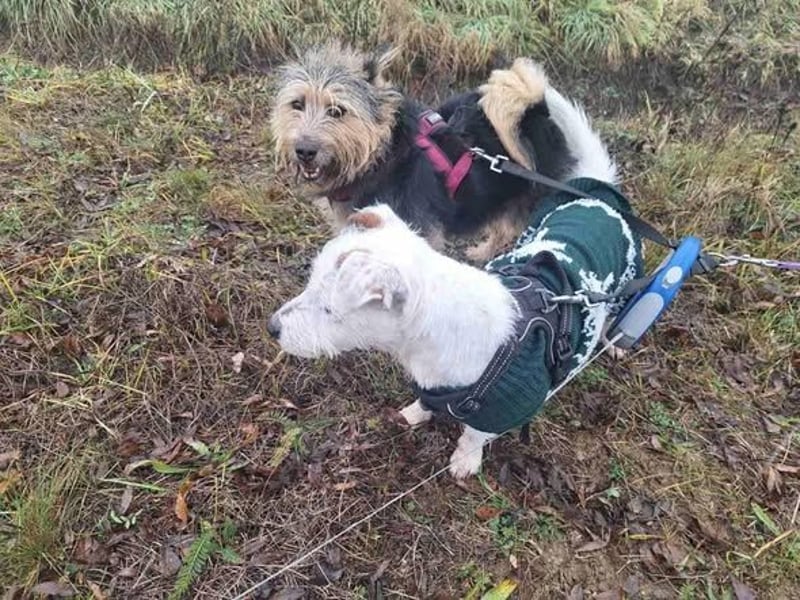 Pötyi VA aktiver kluger Terrier Mischling