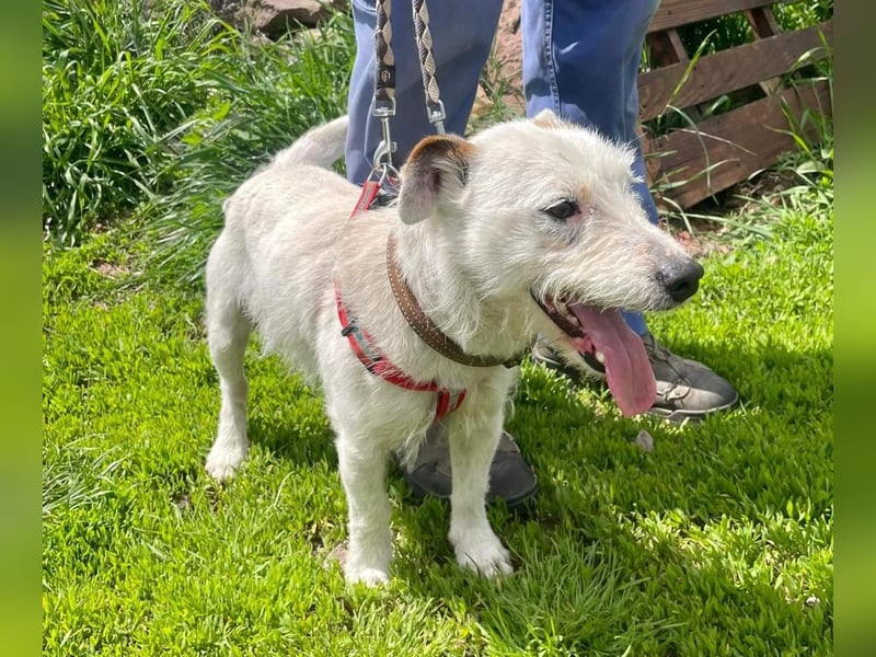 Pötyi aktiver Terrier Mix geb. 2017