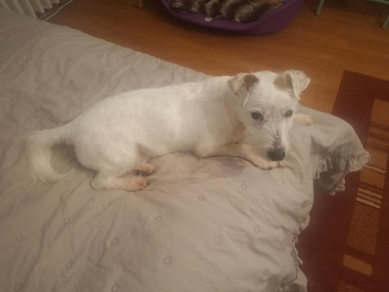 Pötyi aktiver Terrier Mix geb. 2017