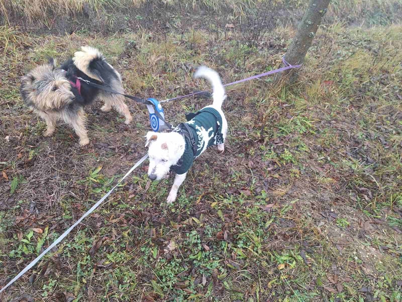 Pötyi VA aktiver kluger Terrier Mischling