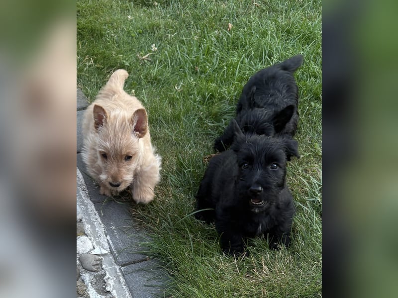 Scottish Terrier Welpen mit VDH/KfT Papieren