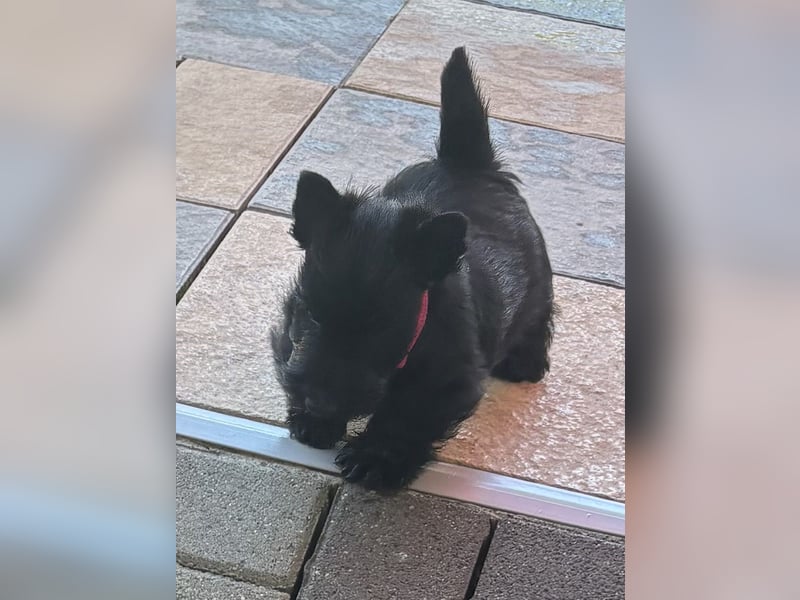 Scottish Terrier Welpen mit VDH/KfT Papieren