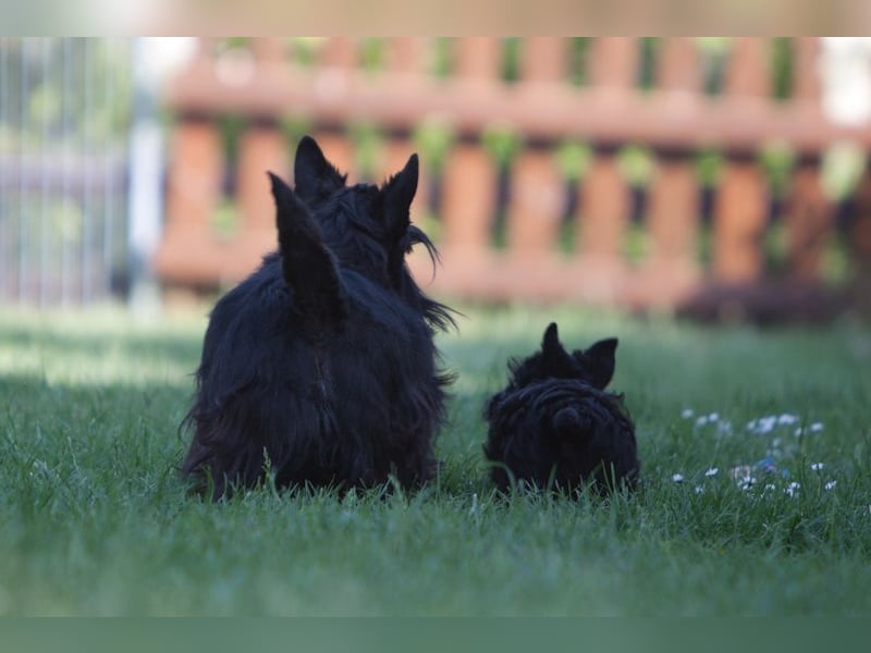 Scottish Terrier Welpen mit VDH/KfT Papieren Championnachzucht