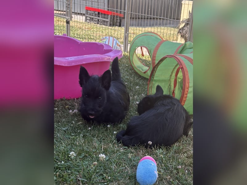 Scottish Terrier Welpen mit VDH/KfT Papieren