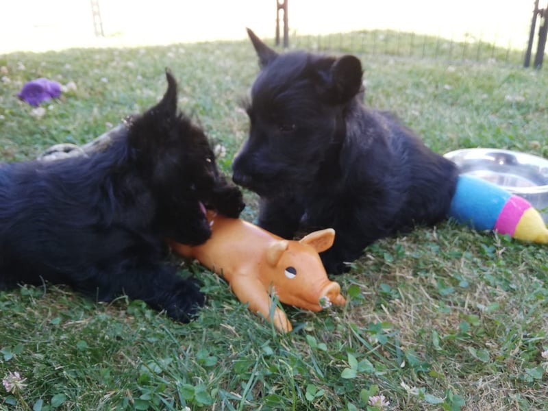 Scottish Terrier Welpen mit VDH/KfT Papieren