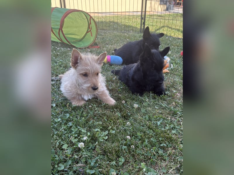 Scottish Terrier Welpen mit VDH/KfT Papieren