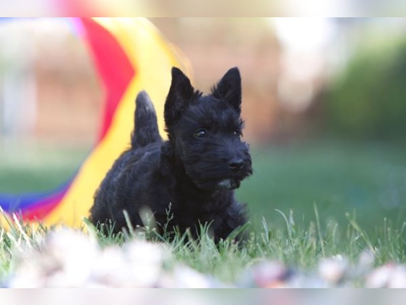 Scottish Terrier Welpen mit VDH/KfT Papieren Championnachzucht