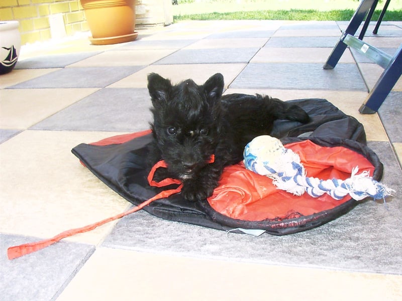 Scottish Terrier Welpen mit VDH/KfT Papieren Championnachzucht