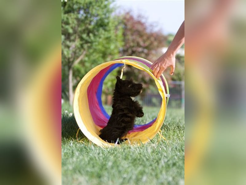 Scottish Terrier Welpen mit VDH/KfT Papieren Championnachzucht