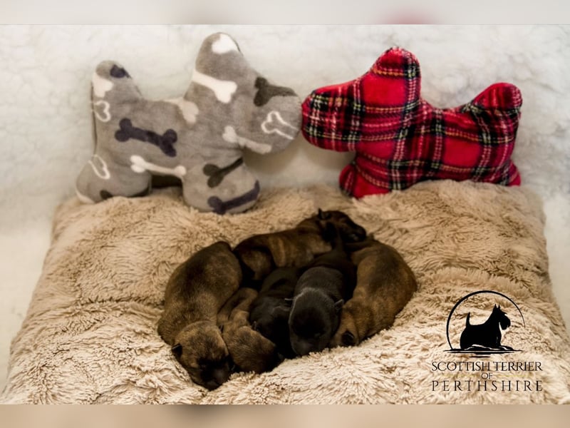 Unsere kleinen Schotten sind da!