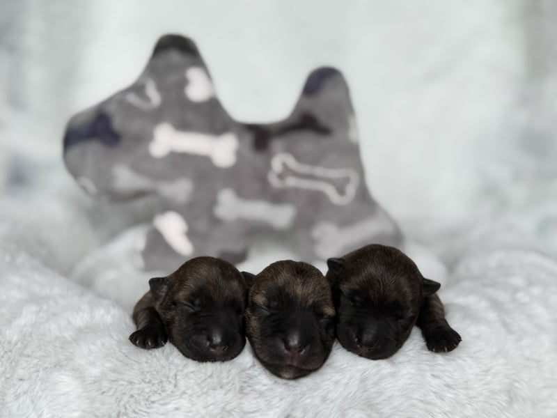 Unsere kleinen Schotten sind da!