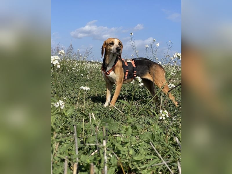 Pamela - Schüchterne Hündin sucht Mutmacher