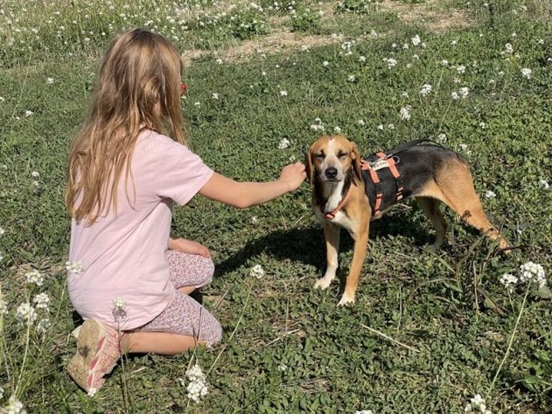 Pamela - Schüchterne Hündin sucht Mutmacher