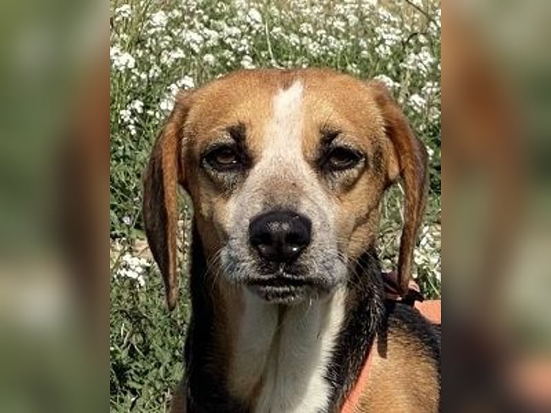 Pamela - Schüchterne Hündin sucht Mutmacher