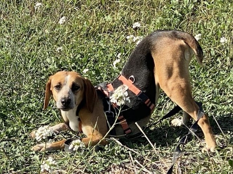 Pamela - Schüchterne Hündin sucht Mutmacher