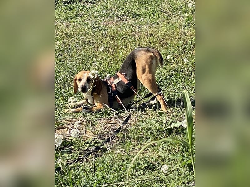 Pamela - Schüchterne Hündin sucht Mutmacher