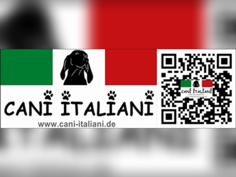 Gelsomina, Segugio Italiano, geb. ca. 2011