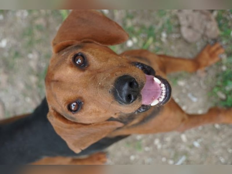 Balto - begeisterter Schnüffler sucht Fährtenleger