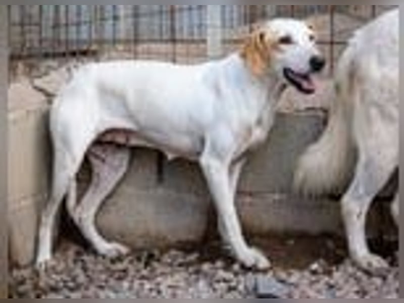 Swarovski- Wenn man kein Vertrauen hat