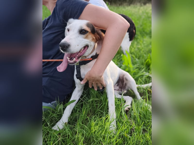 Brenda – zarte Segugio-Hündin sucht ein liebevolles Zuhause