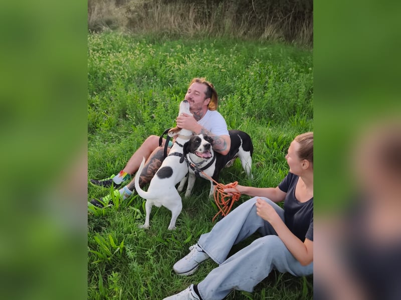 Brenda – zarte Segugio-Hündin sucht ein liebevolles Zuhause