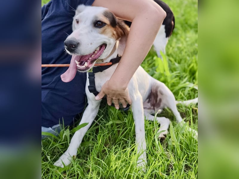 Brenda – zarte Segugio-Hündin sucht ein liebevolles Zuhause