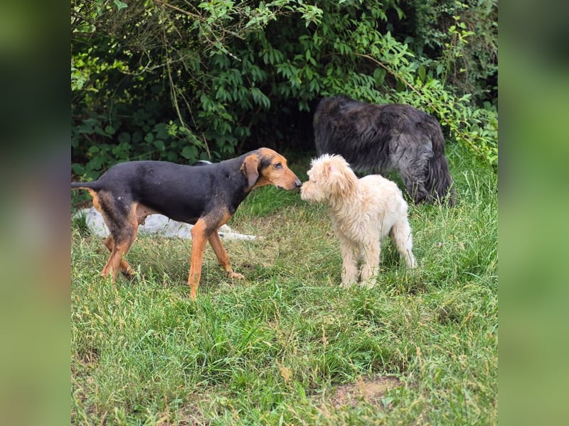 Rocco  - dringend - ein Überlebenskünstler sucht ein neues Zuhause