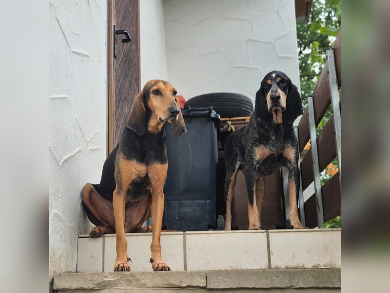 Rocco  - dringend - ein Überlebenskünstler sucht ein neues Zuhause