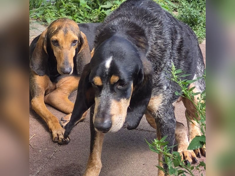 Rocco  - dringend - ein Überlebenskünstler sucht ein neues Zuhause