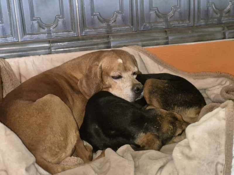 Rocco  - dringend - ein Überlebenskünstler sucht ein neues Zuhause