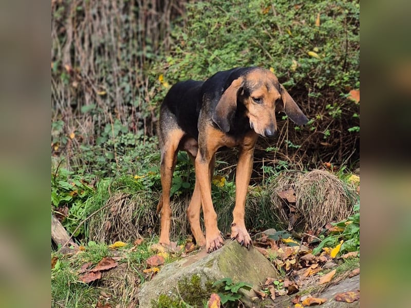 Rocco  - dringend - ein Überlebenskünstler sucht ein neues Zuhause