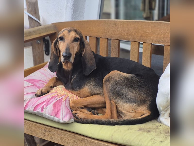 Rocco  - dringend - ein Überlebenskünstler sucht ein neues Zuhause