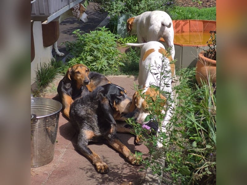 Rocco  - dringend - ein Überlebenskünstler sucht ein neues Zuhause