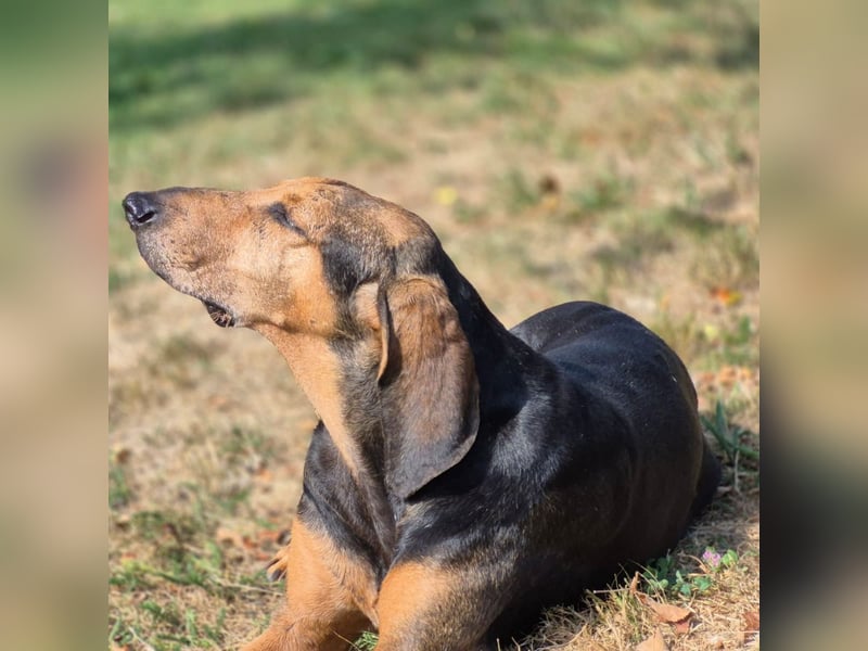 Rocco  - dringend - ein Überlebenskünstler sucht ein neues Zuhause
