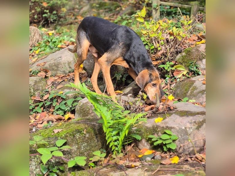 Rocco  - dringend - ein Überlebenskünstler sucht ein neues Zuhause