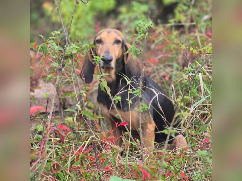 Rocco  - dringend - ein Überlebenskünstler sucht ein neues Zuhause