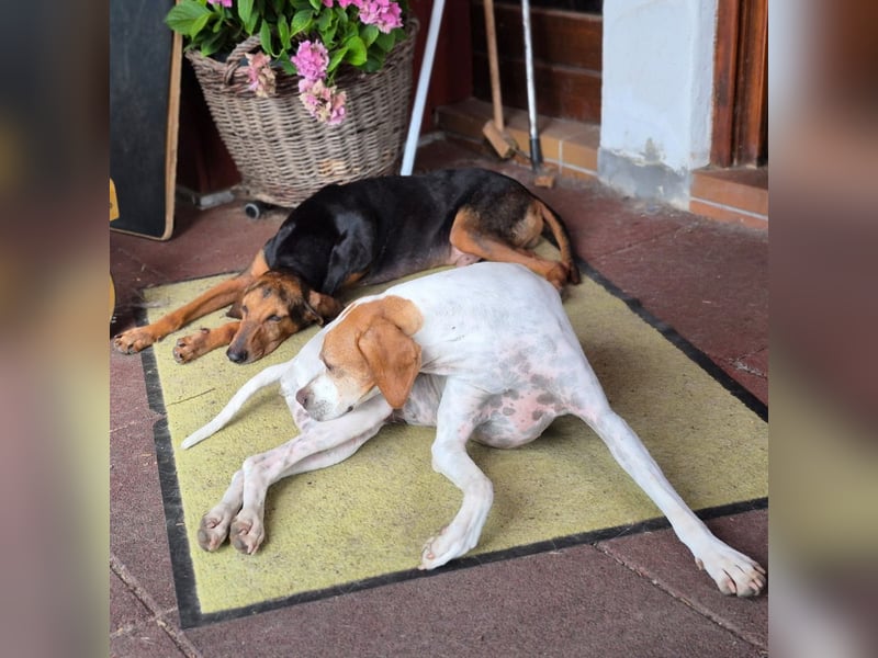 Rocco  - dringend - ein Überlebenskünstler sucht ein neues Zuhause