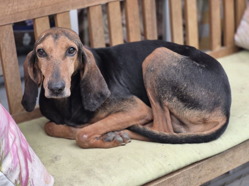 Rocco  - dringend - ein Überlebenskünstler sucht ein neues Zuhause