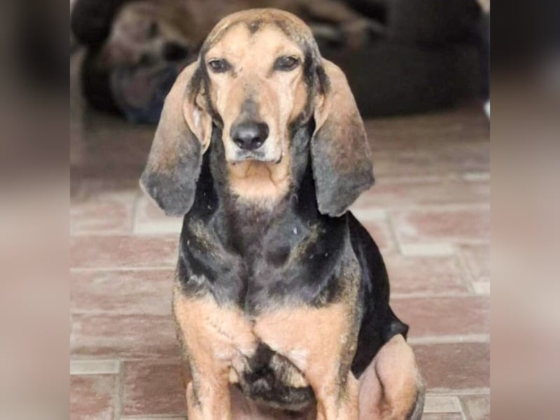 Rocco  - dringend - ein Überlebenskünstler sucht ein neues Zuhause