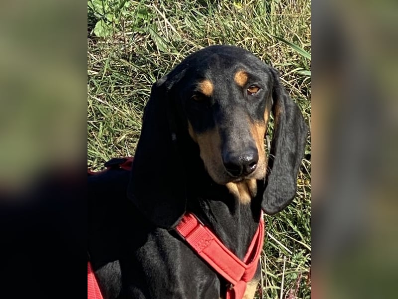 Baro - Der Alleskönner