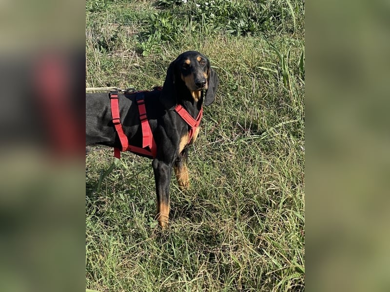 Baro - Der Alleskönner