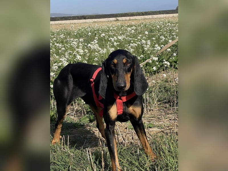 Baro - Der Alleskönner