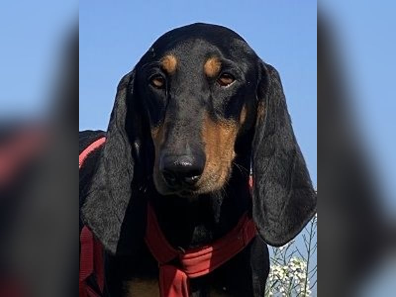 Baro - Der Alleskönner